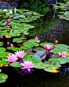 Flower, Plant, Water, Flora