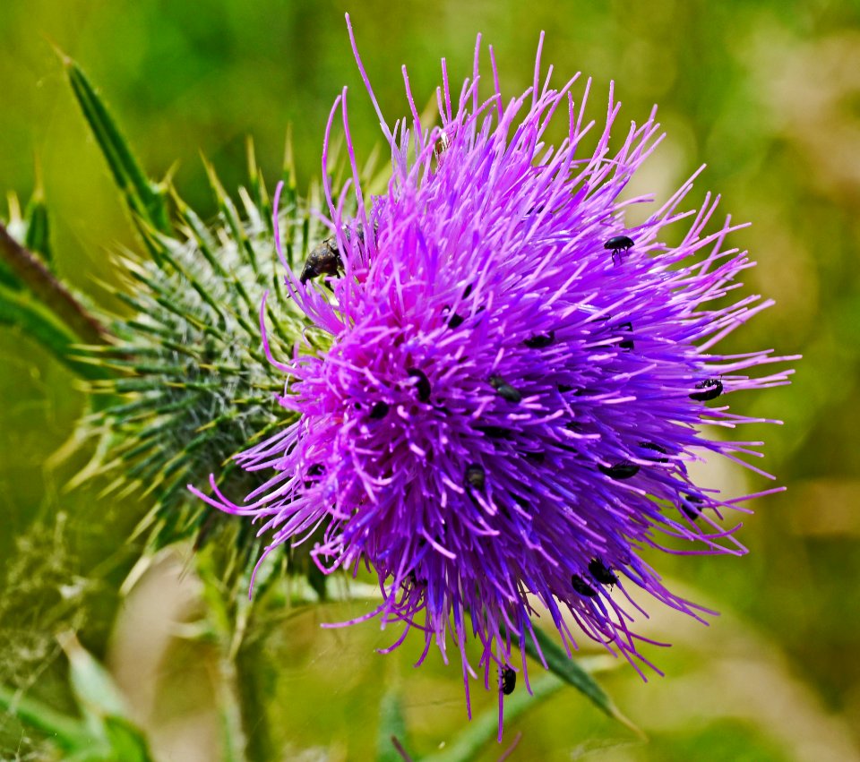 Silybum, Thistle, Flower, Noxious Weed