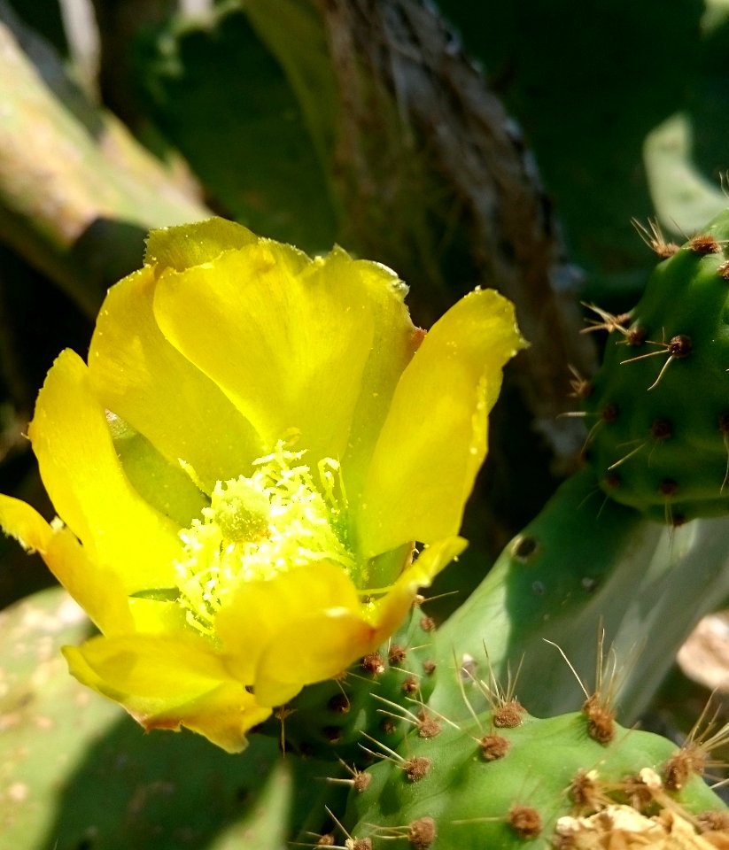Eastern Prickly Pear, Flowering Plant, Plant, Prickly Pear