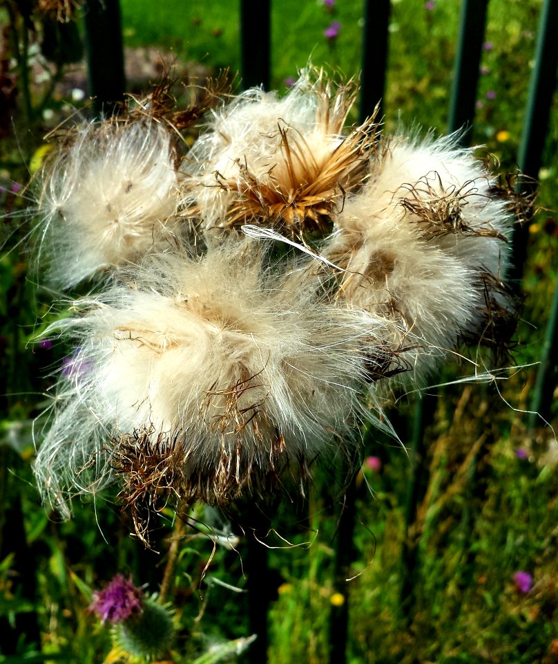 Plant, Flora, Flower, Flowering Plant