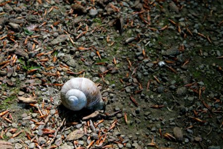 Snail, Snails And Slugs, Grass, Terrestrial Animal photo