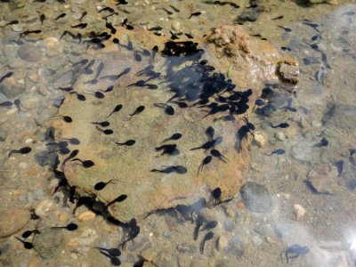Fauna, Water, Geology, Amphibian