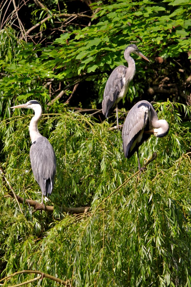 Bird, Ecosystem, Nature Reserve, Fauna
