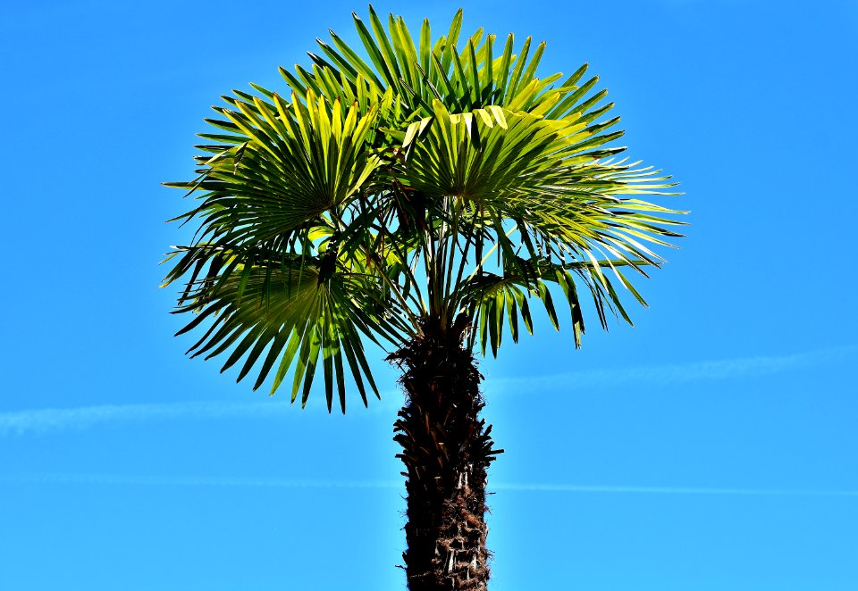 Borassus Flabellifer, Sky, Tree, Palm Tree