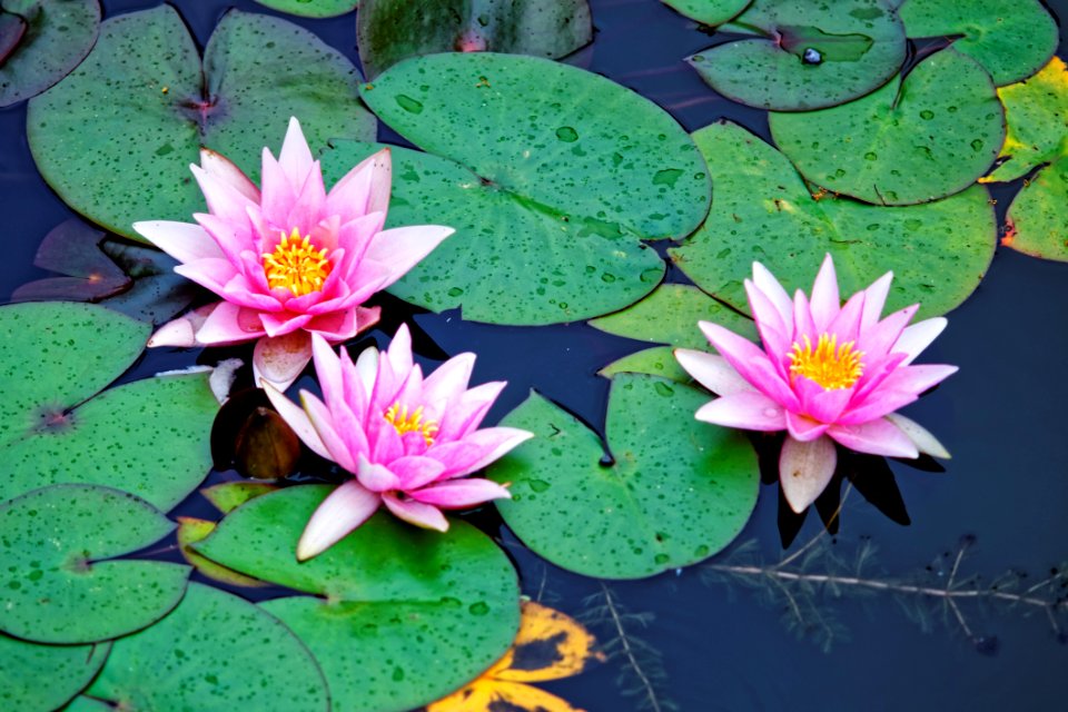 Flower, Plant, Flora, Aquatic Plant