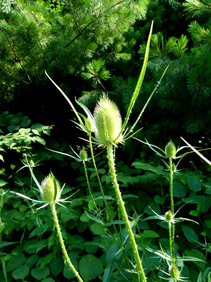 Plant, Flora, Flower, Grass