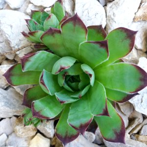 Plant, Flower, Agave, Stonecrop Family
