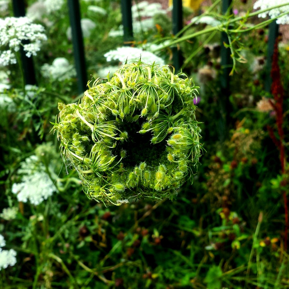 Plant, Vegetation, Flora, Subshrub