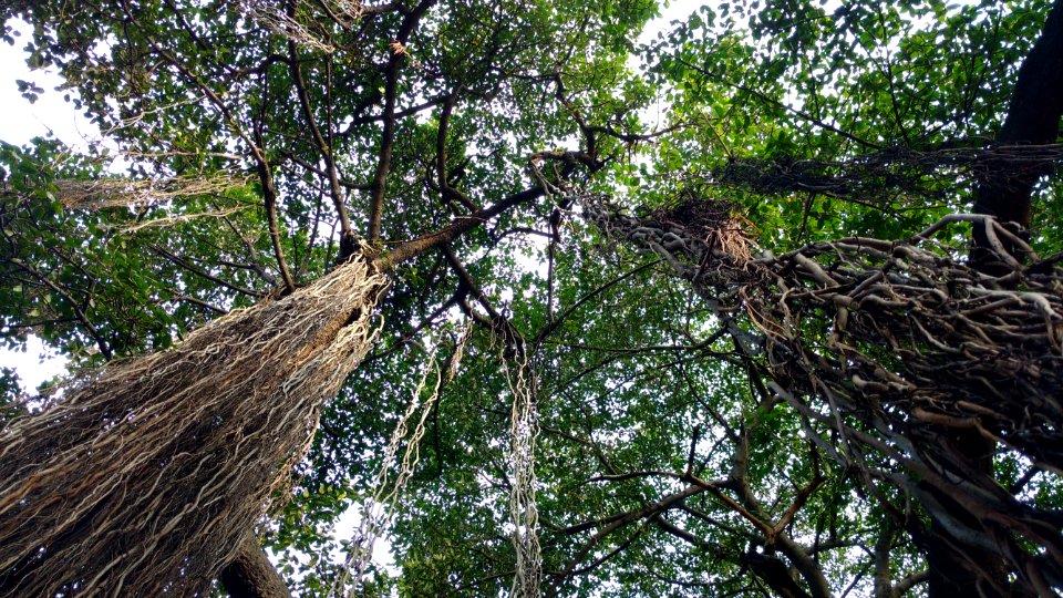 Tree, Vegetation, Branch, Nature Reserve photo