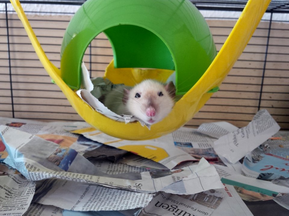 Mammal, Hamster, Vertebrate, Fauna