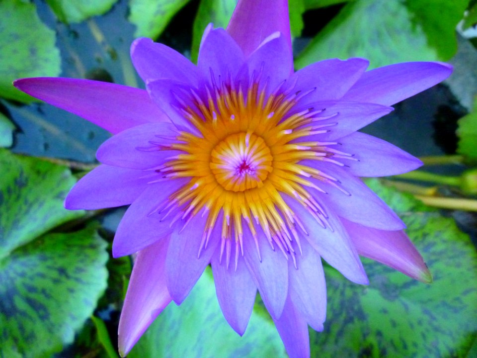 Flower, Flora, Plant, Purple
