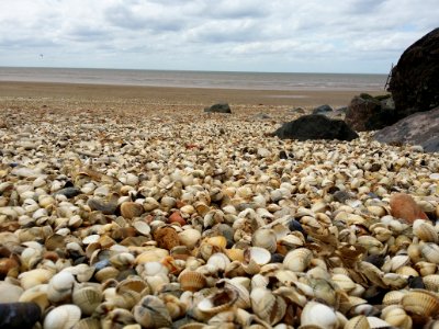 Seashell, Shore, Pebble, Sea photo
