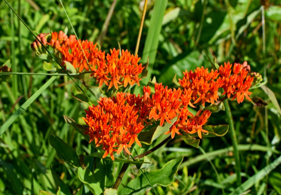 Plant, Flower, Flora, Milkweed