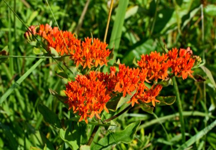 Plant, Flower, Flora, Milkweed