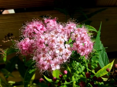 Plant, Flower, Shrub, Spring photo