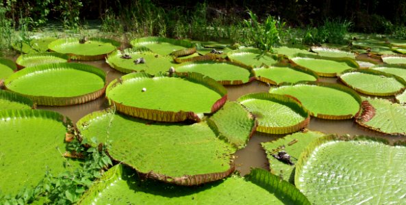 Vegetation, Water, Leaf, Botanical Garden