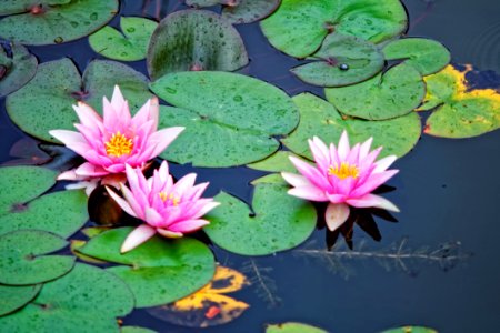 Flower, Plant, Flora, Sacred Lotus