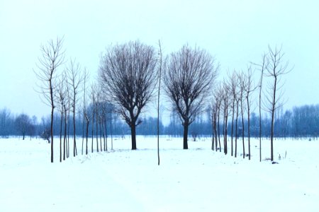 Winter, Snow, Tree, Freezing photo