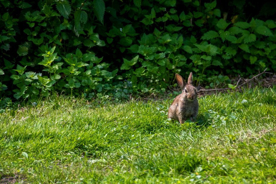 Wildlife, Fauna, Mammal, Ecosystem
