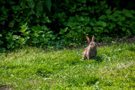 Wildlife, Fauna, Mammal, Ecosystem