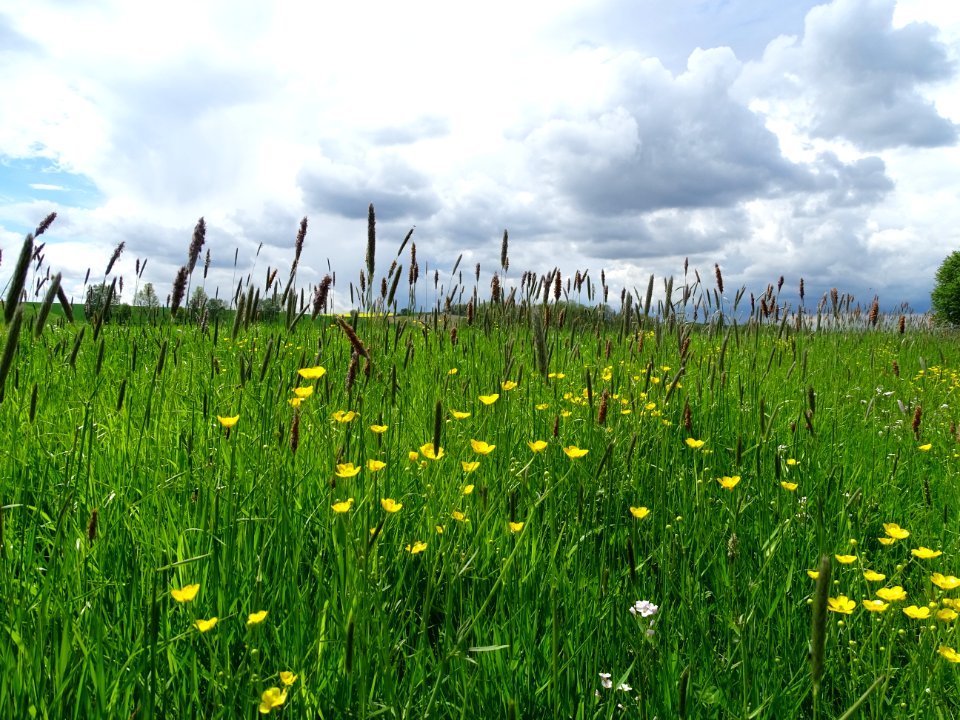 Grassland, Ecosystem, Meadow, Prairie
