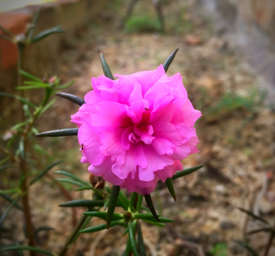 Flower, Plant, Flora, Flowering Plant