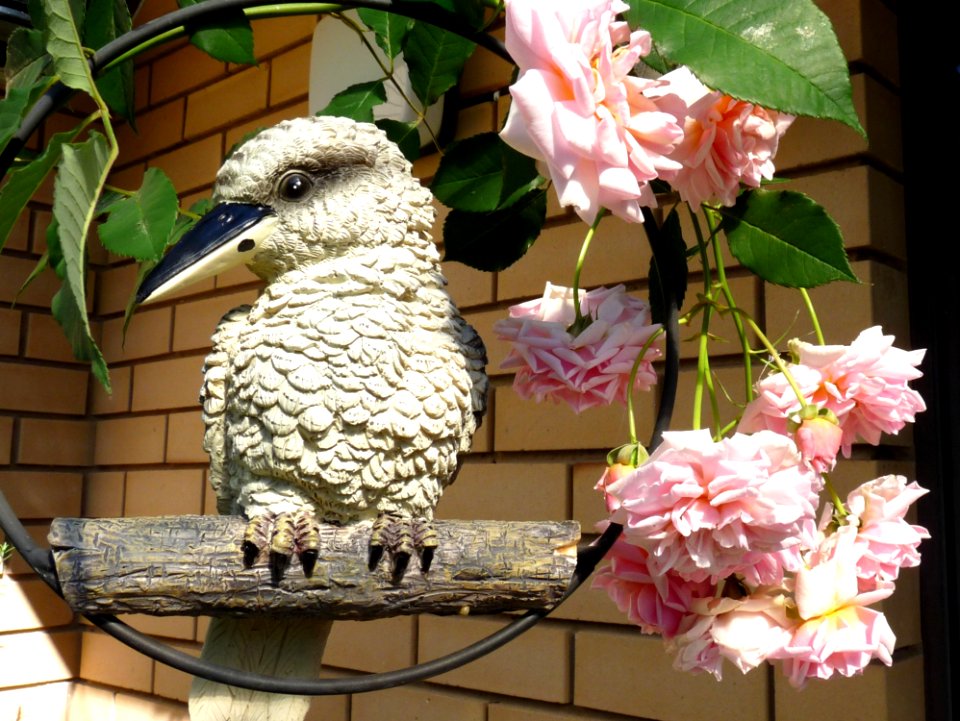 Fauna, Flora, Flower, Beak