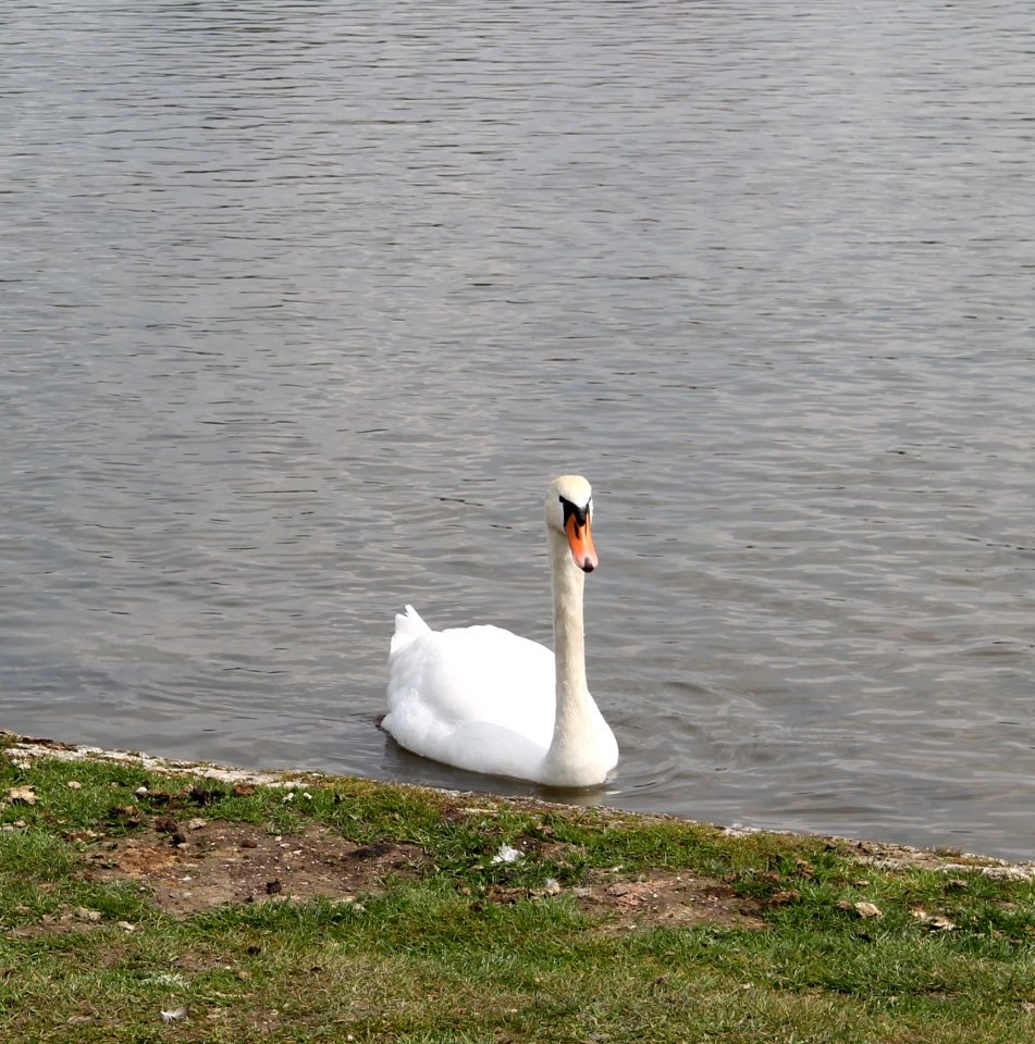 Bird, Swan, Water Bird, Water