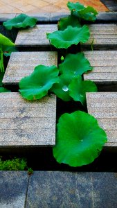 Green, Leaf, Plant, Flora