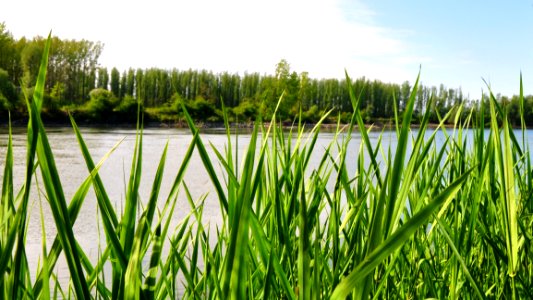 Grass, Vegetation, Ecosystem, Grass Family photo