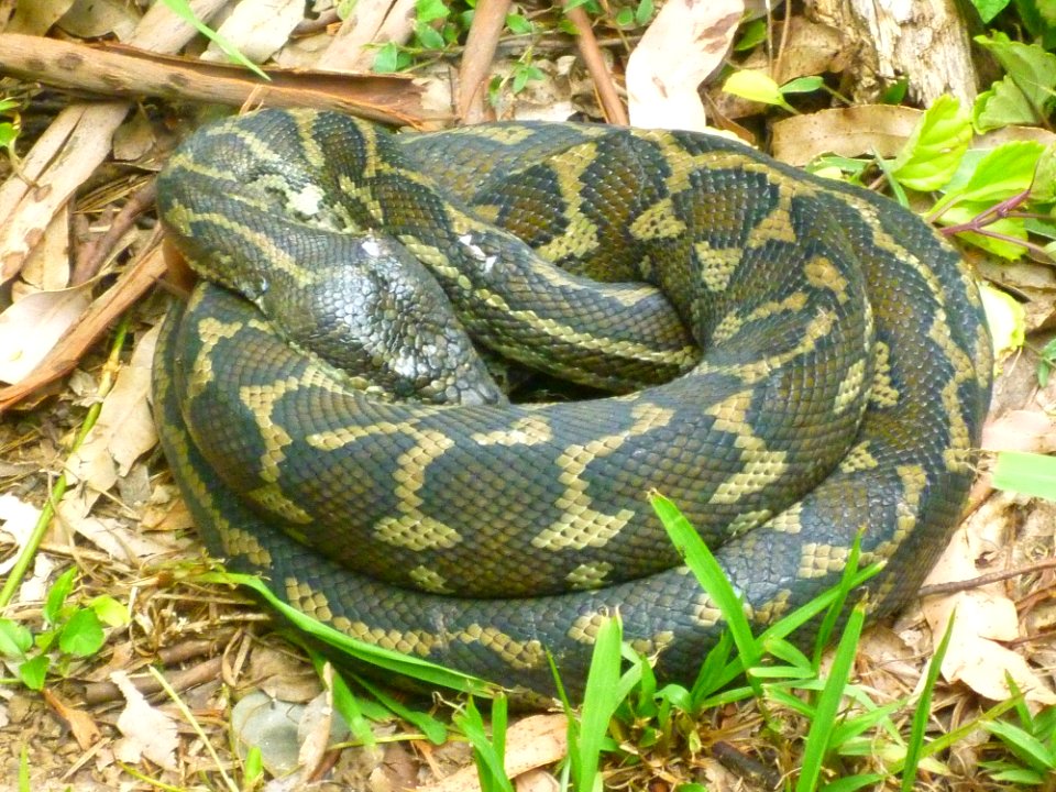 Snake, Reptile, Scaled Reptile, Terrestrial Animal