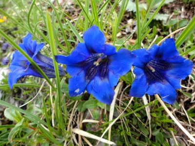 Flower, Plant, Flora, Violet Family