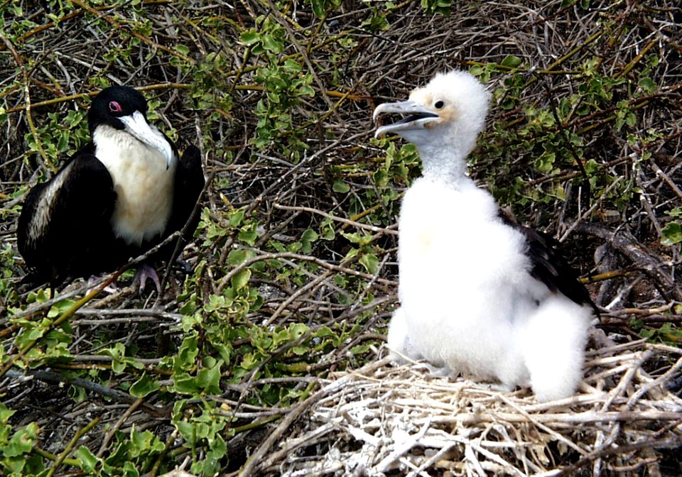 Bird, Fauna, Beak, Seabird photo