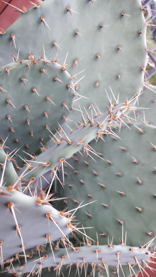Plant, Thorns Spines And Prickles, Cactus, Flowering Plant