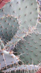 Plant, Thorns Spines And Prickles, Cactus, Flowering Plant photo