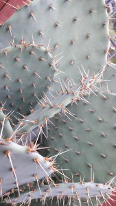 Plant, Thorns Spines And Prickles, Cactus, Flowering Plant