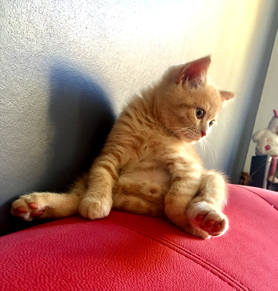 Cat, Skin, Small To Medium Sized Cats, Whiskers