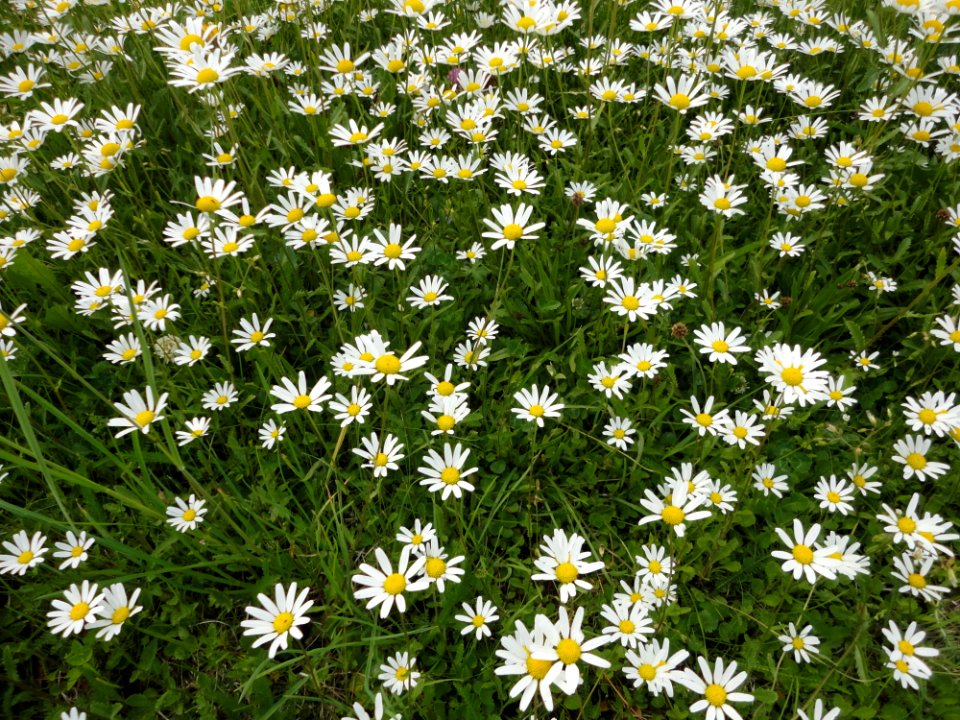 Flower, Plant, Chamaemelum Nobile, Oxeye Daisy