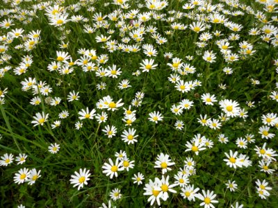Flower, Plant, Chamaemelum Nobile, Oxeye Daisy