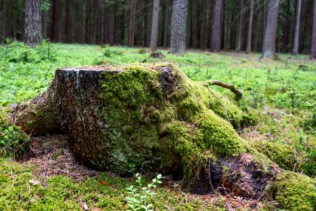 Vegetation, Nature Reserve, Ecosystem, Tree photo