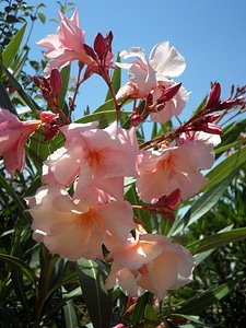 Bush blossom bloom