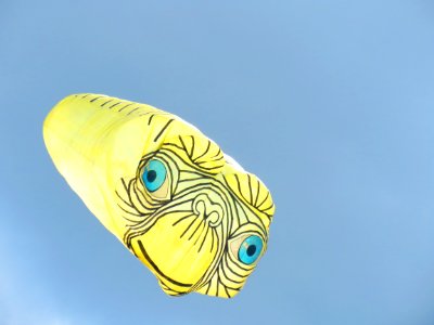Yellow, Feather, Close Up, Fish