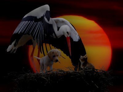 Beak, Fauna, Stork, Bird