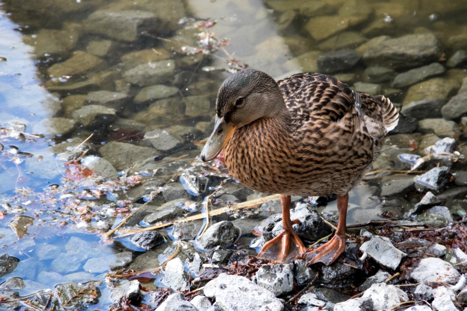 Bird, Duck, Water Bird, Water