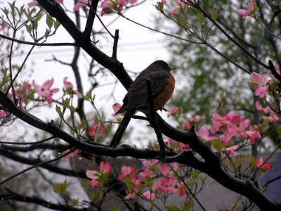 Bird, Branch, Tree, Fauna