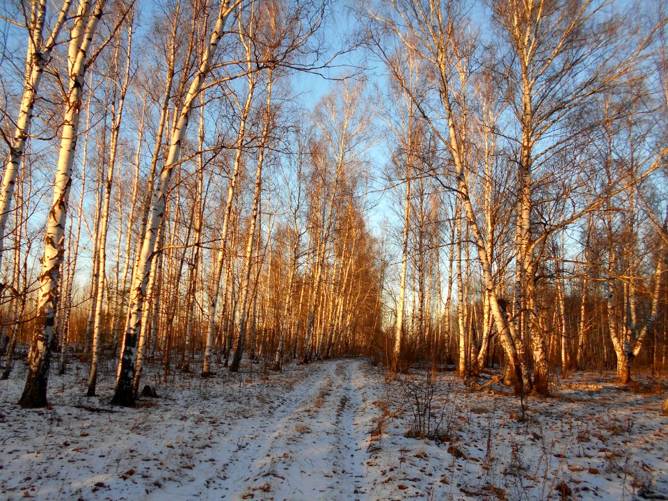 Tree, Winter, Woodland, Ecosystem