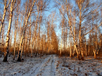 Tree, Winter, Woodland, Ecosystem