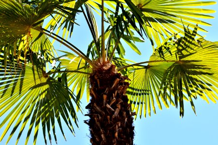 Tree, Borassus Flabellifer, Palm Tree, Arecales photo