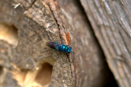 Insect, Fauna, Invertebrate, Pest