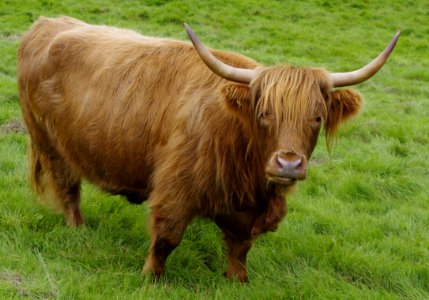 Horn, Cattle Like Mammal, Highland, Pasture photo